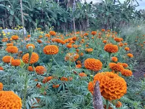 දාස්පෙතියා මල්
