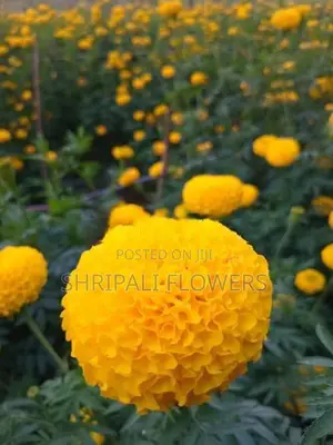 දාස්පෙතියා මල්