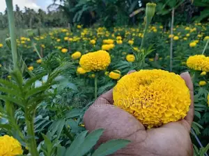 දාස්පෙතියා මල්