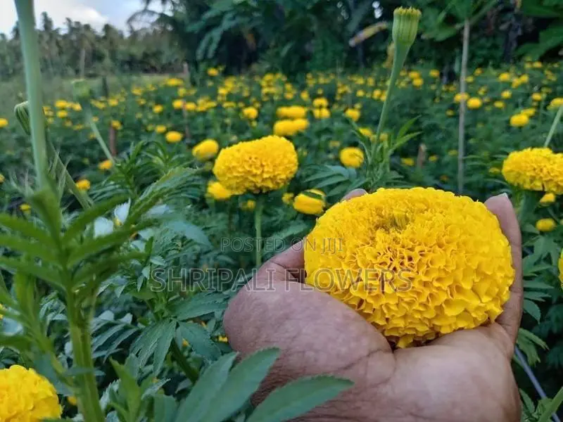 දාස්පෙතියා මල්