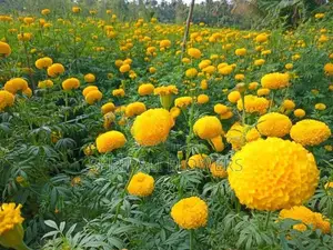 දාස්පෙතියා මල්