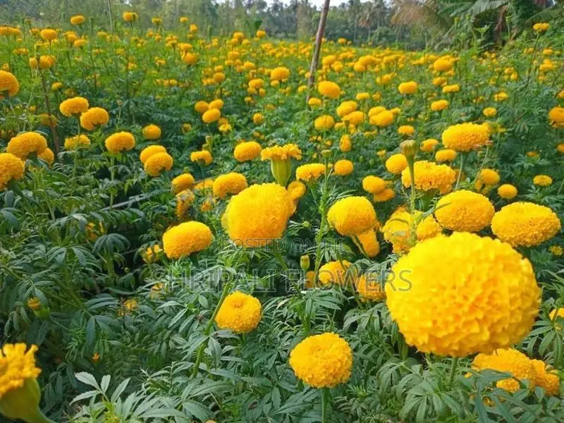 දාස්පෙතියා මල්