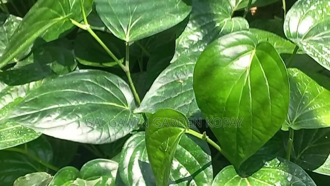 வெற்றிலை