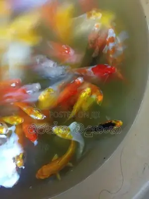 කාෆ් මසුන්