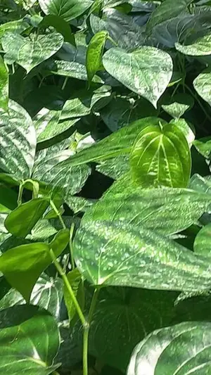 வெற்றிலை