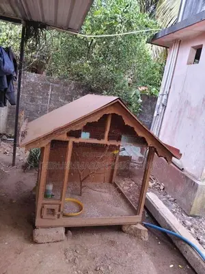 Bird Cage