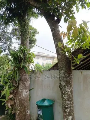 Mango with Rambutan Trees