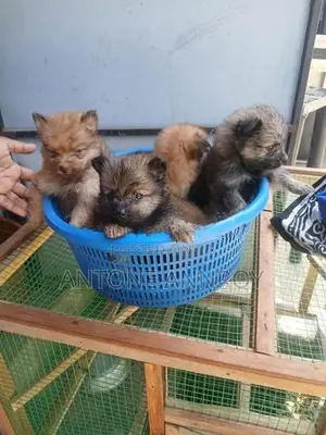 pomeranian puppys