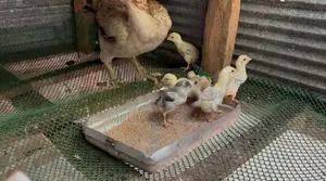 Parrot Beak Chicks
