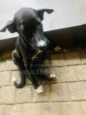 looking for a safe loving home puppy