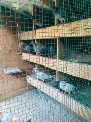 පරවියන් සහ කුඩුවක් විකිනිිමට
