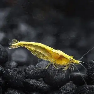 Shrimp Fish