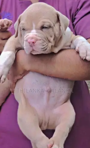 Amarican bully xl