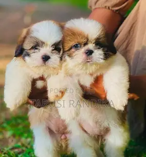 Shih Tzu Puppies