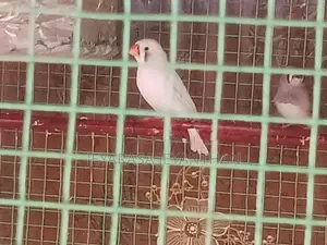 Finches Bird