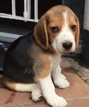 Beagle Puppies CKC