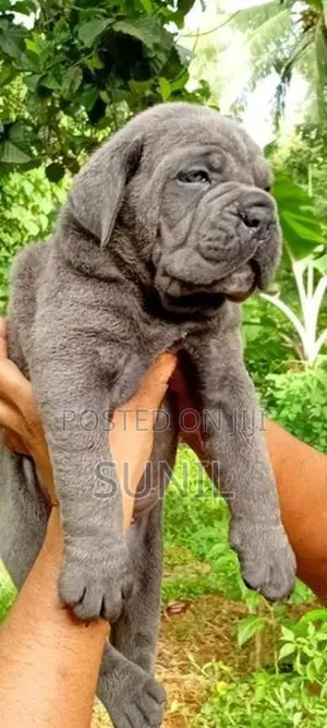 Cane Corso Puppies