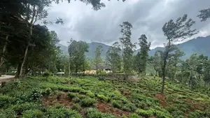 60-Acre Estate with Colonial British Bungalow for Sale-Nuwara Eliya