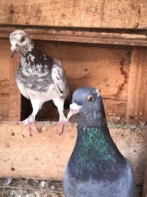 pigeon