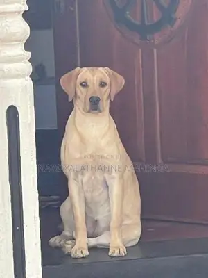 Labrador Female Puppy
