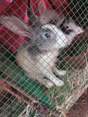 Rabbit