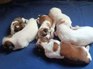 Shih Tzu Puppies