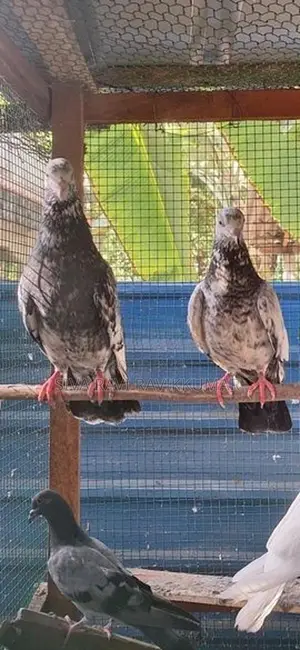 Raming pigeon