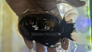 Orenda Fish