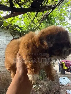Shih Tzu Puppy