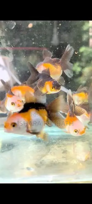 Tricolor Oranda Goldfish