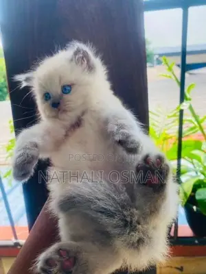 Persian Kittens