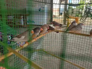 Finches Bird