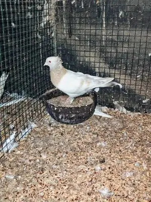 Pigeon