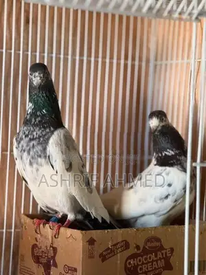 Pigeon