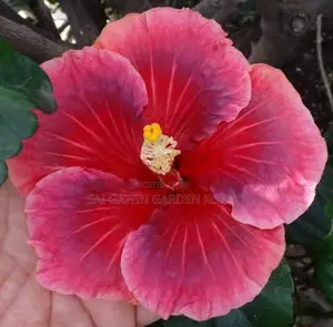 Hibiscus Plant