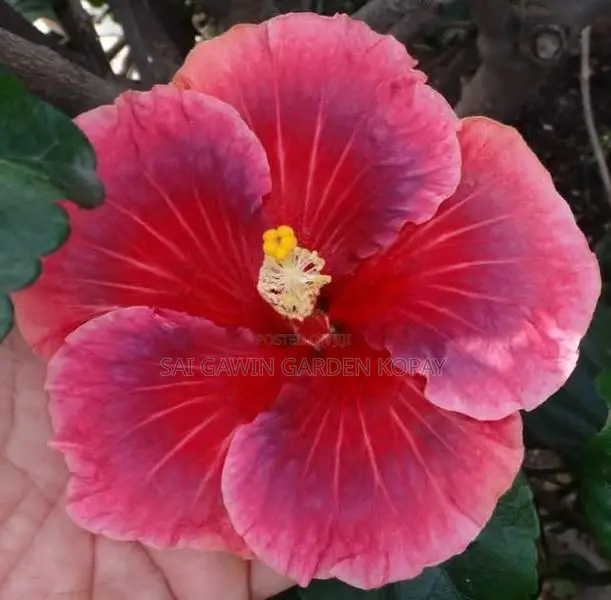 Hibiscus Plant