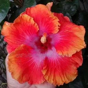 Hibiscus Plant