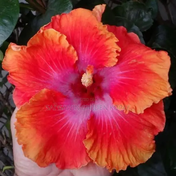 Hibiscus Plant