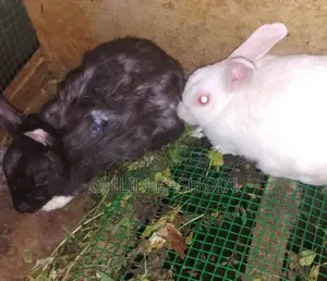 Rabbit
