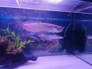 Arowana Fish