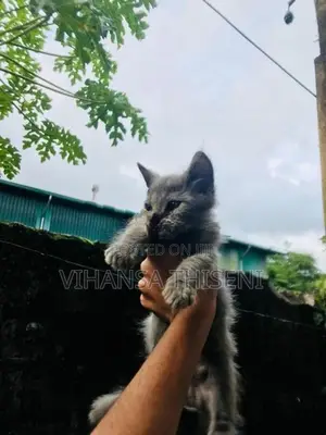 Persian Cat