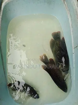 නිල්වලා ගුරාමියෙකු