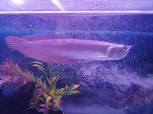 Arowana Fish