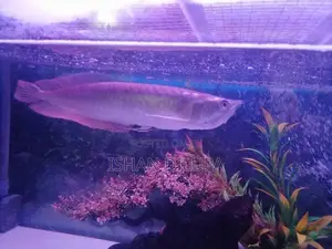 Arowana Fish