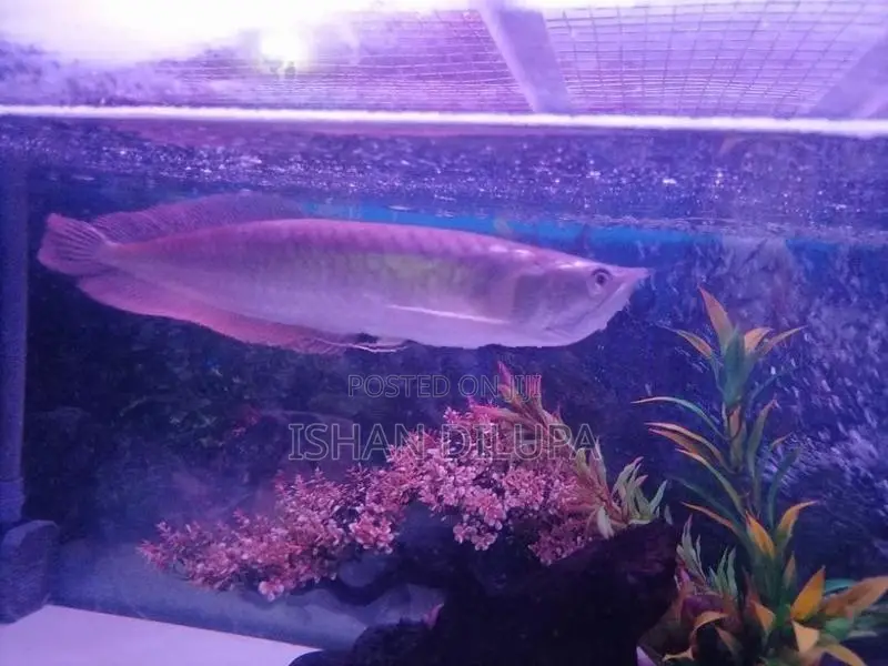 Arowana Fish