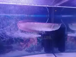 Arowana Fish