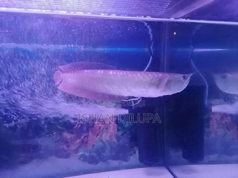 Arowana Fish