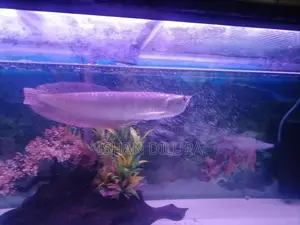 Arowana Fish