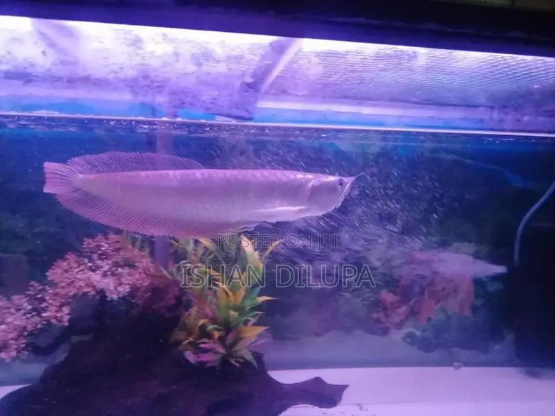 Arowana Fish