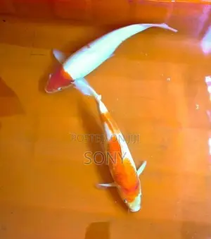 Koi Carp Fish